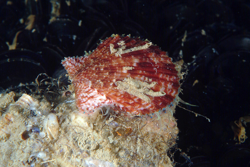 Chlamys opercularis